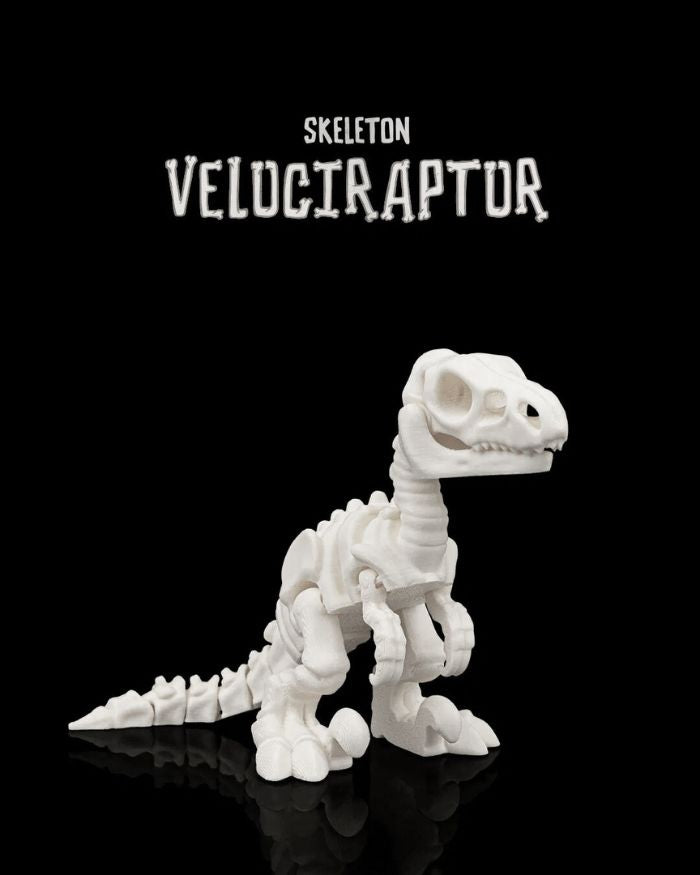 Skeleton Velociraptor