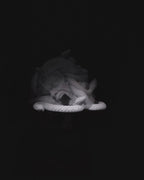 Gorgon Demise Dice Tower